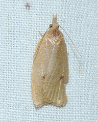 Sparganothoides machimiana