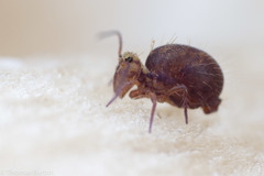Ptenothrix palmata