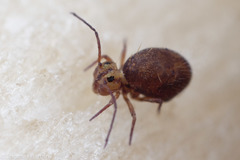 Ptenothrix palmata