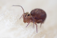 Ptenothrix palmata