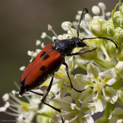 Anastrangalia laetifica