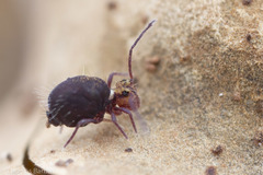 Ptenothrix palmata