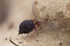 Ptenothrix palmata