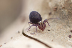 Ptenothrix palmata