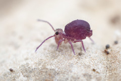 Ptenothrix palmata