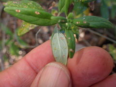 Monardella hypoleuca hypoleuca