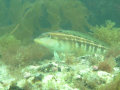 Pinguipes brasilianus