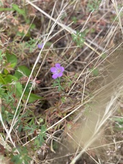 Geranium columbinum