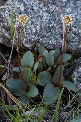 Micranthes aprica