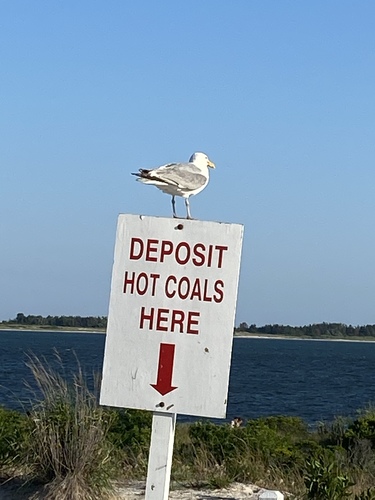 American Herring Gull｜美洲银鸥 参考照片