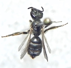Halictus confusus