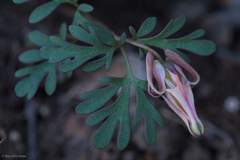 Dicentra uniflora