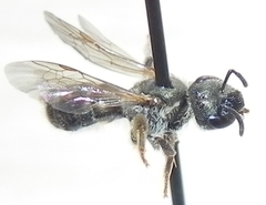 Halictus confusus