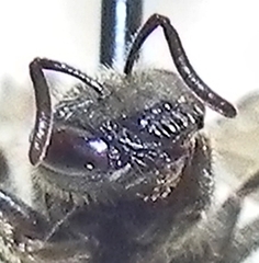 Halictus confusus