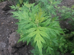 Artemisia myriantha
