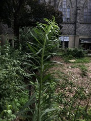 Erigeron canadensis
