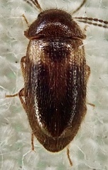 Eulagius filicornis
