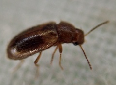 Eulagius filicornis