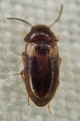 Eulagius filicornis