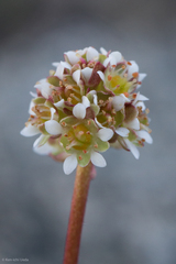 Micranthes aprica