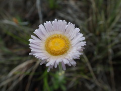 Erigeron caespitosus