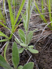 Erigeron caespitosus