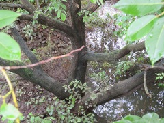 Salix chaenomeloides