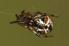 Parasteatoda lunata