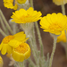 Woolly Desert Marigold - Photo (c) Steve Matson, some rights reserved (CC BY-NC), uploaded by Steve Matson