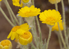 Woolly Desert Marigold - Photo (c) Steve Matson, some rights reserved (CC BY), uploaded by Steve Matson