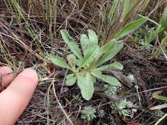 Erigeron caespitosus