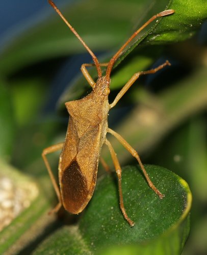 Box Bug photo 4