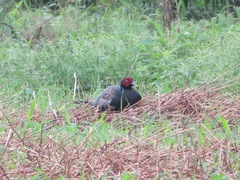 Phasianus versicolor