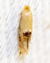 Bucculatrix coronatella