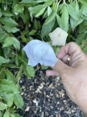 Platycodon grandiflorus