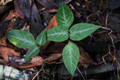 Pseuderanthemum variabile