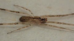 Episinus maculipes