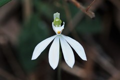 Caladenia catenata