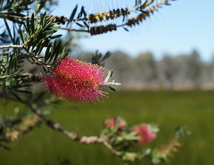 Melaleuca wimmerensis