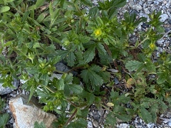 Potentilla supina