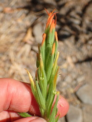 Castilleja minor