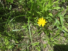 Ranunculus petiolaris