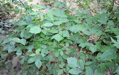 Acer negundo negundo