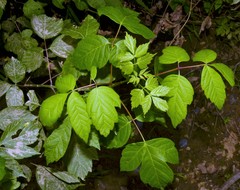 Acer negundo negundo