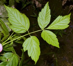 Acer negundo negundo