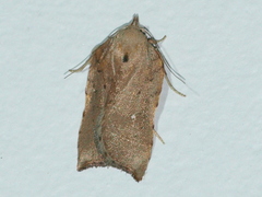 Arachnographa micrastrella