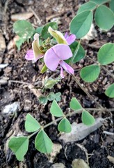 Tephrosia potosina