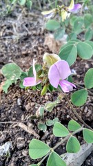Tephrosia potosina