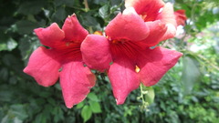 Campsis radicans