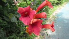 Campsis radicans